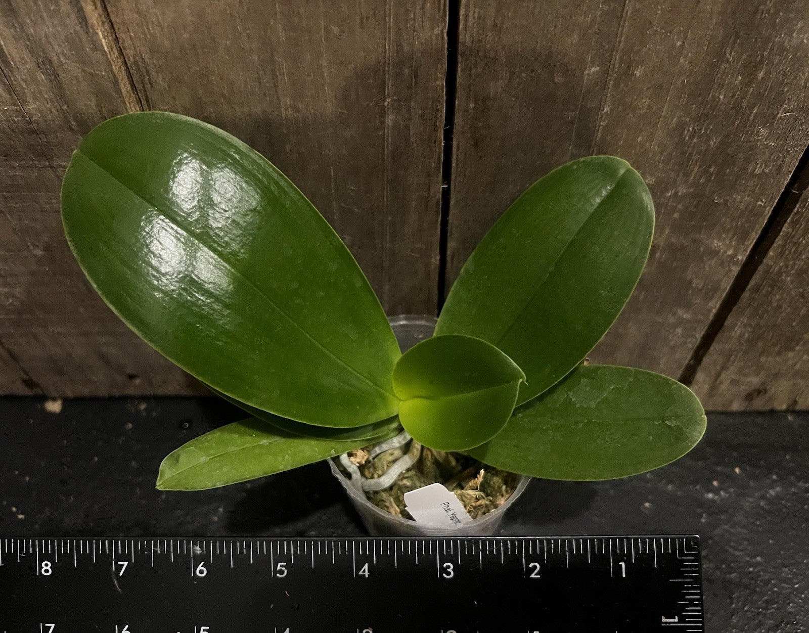 Phal. Yaphon Black Rose, Mericlone, Blooming Size, FREE Shipping