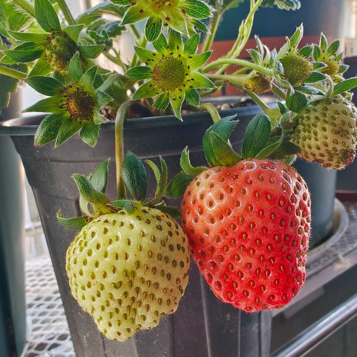 300+ PCS Giant Garden Strawberry Strawberry Sweet and Delicious Fruit Seeds f…