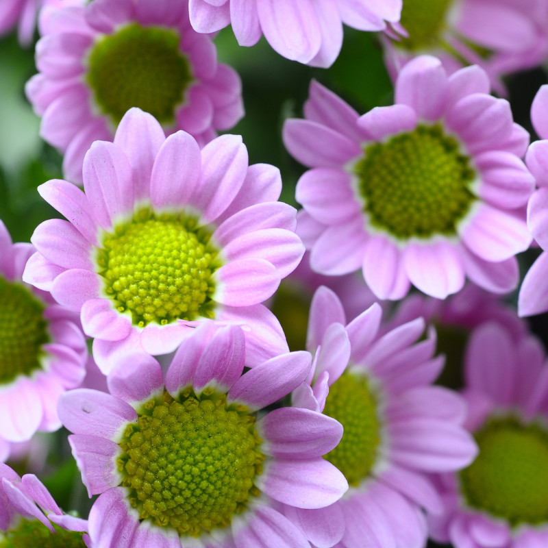 Daisy Seeds 125+ Seeds Daisy Flower, Flower Seeds, Annual Seeds, Garden Seeds