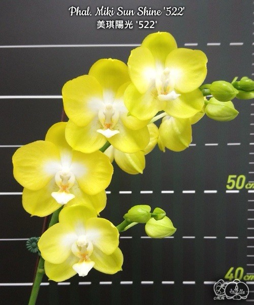 Phal. Miki Sun Shine ‘522’, Blooming Size, Free Shipping