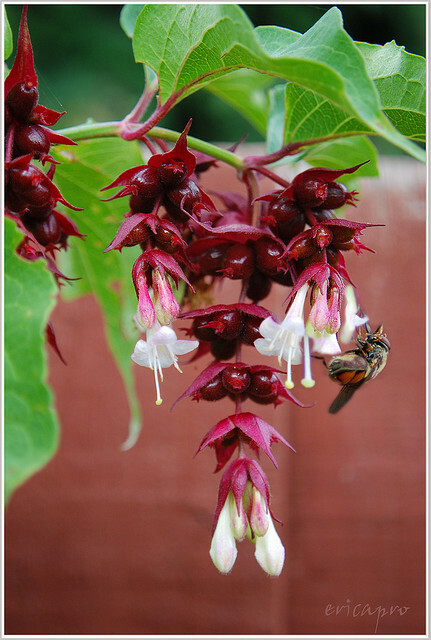 HIMALAYAN HONEYSUCKLE BUSH 200 SEEDS HARDY PERENNIAL mariesgreengarden