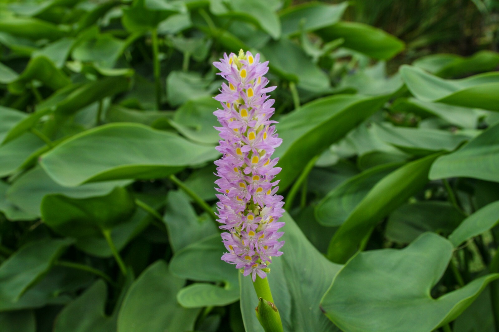 Live Pink Flower Pickerel Pontederia Cordata Aquatic Marginal Pond Plant