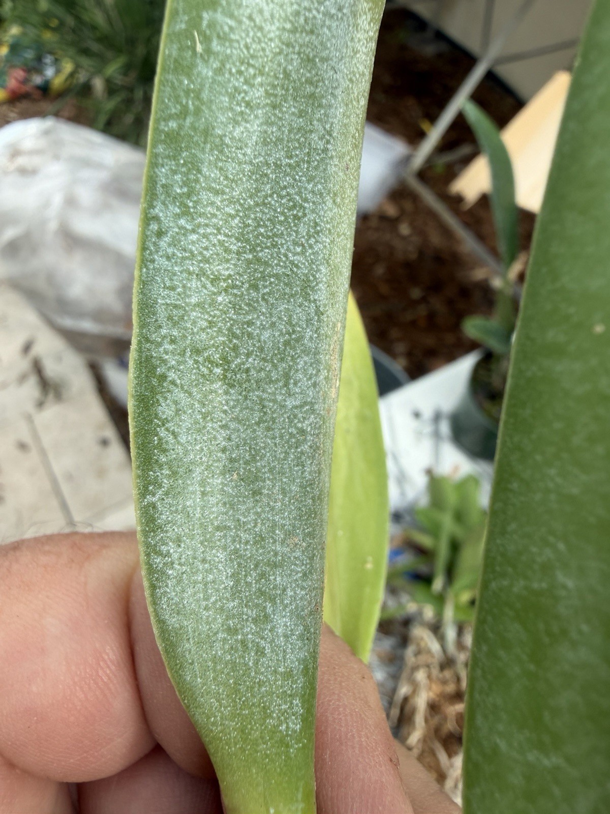 Brassavola glauca Species Blooming Size Orchid Cattleya FRAGRANT
