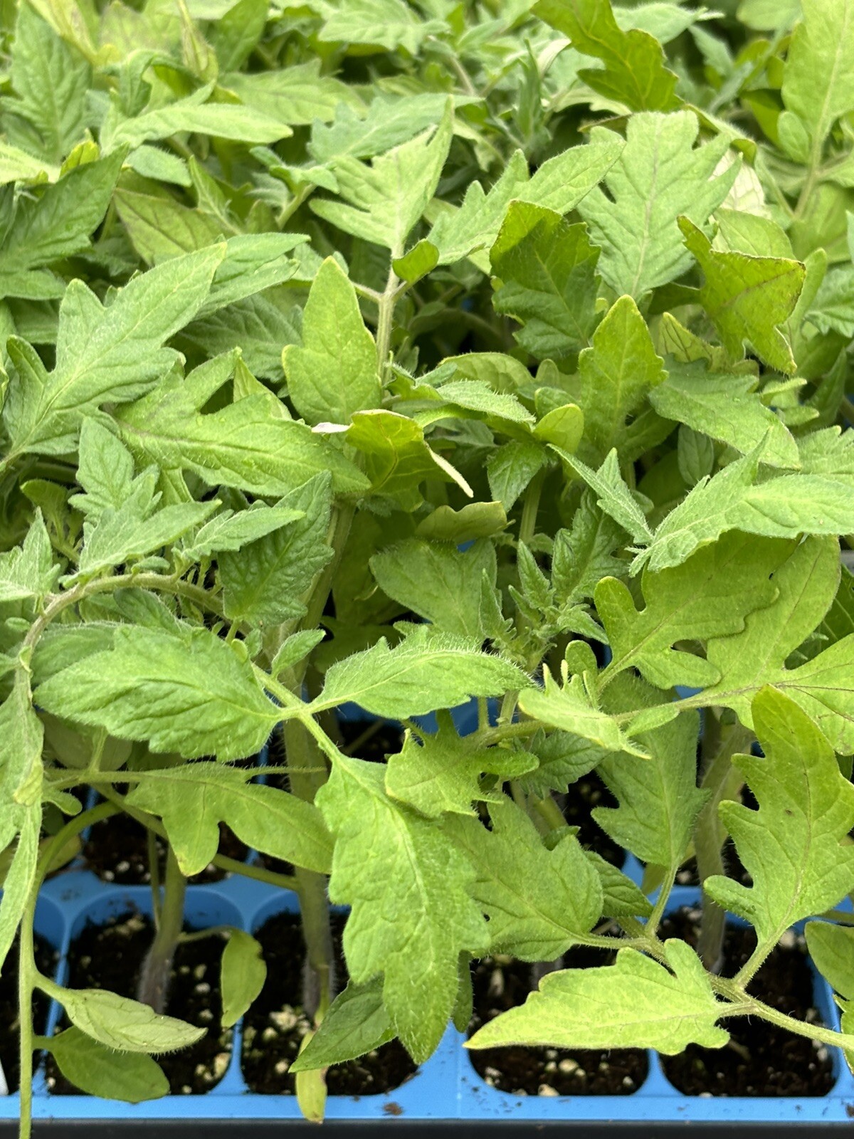 Lot of 2 GOLIATH TOMATO LIVE PLANTS 6 to 10 inches 60+ Days Old