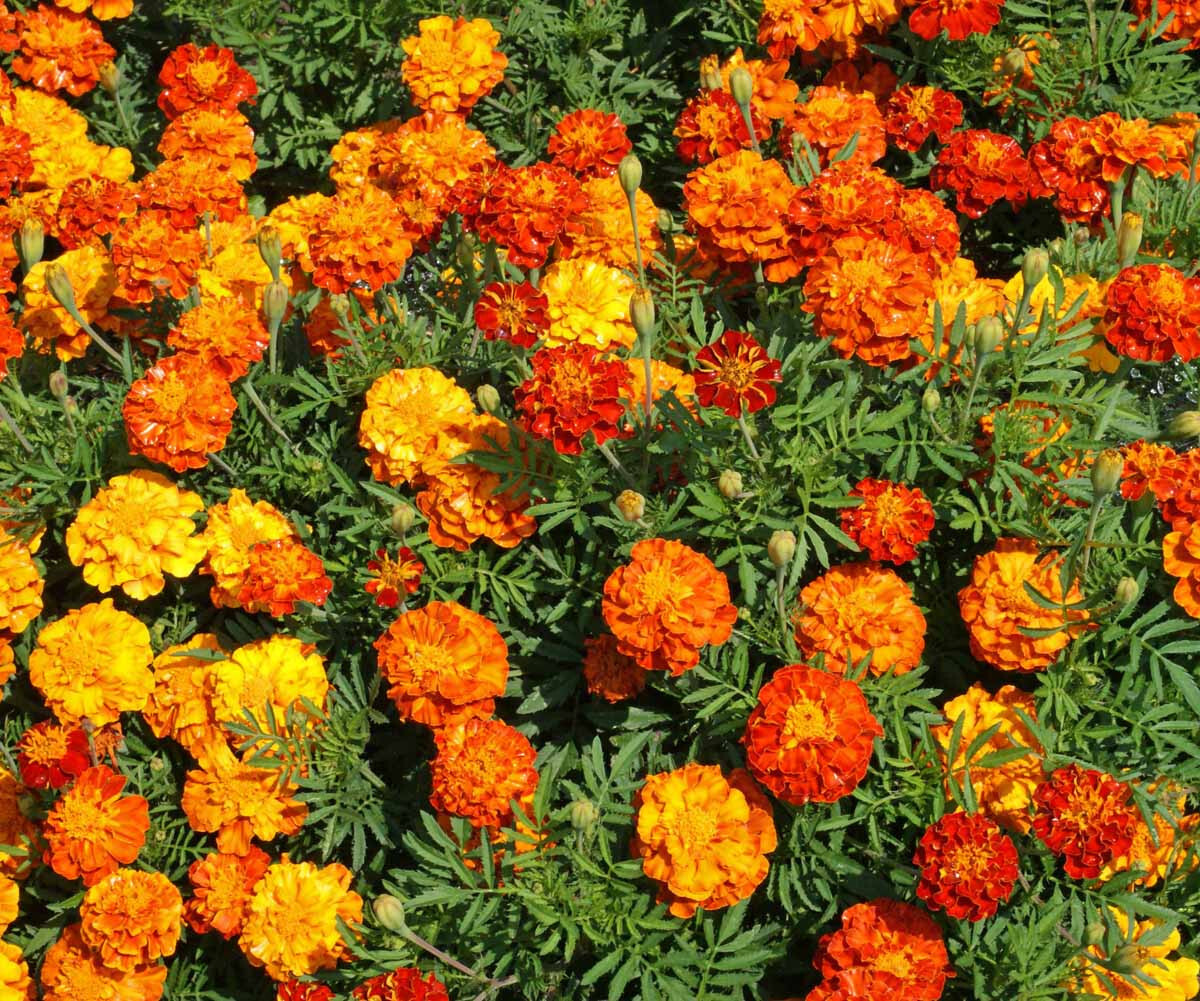 300+ FRENCH MARIGOLD “SPARKY” MIX SEEDS FRESH FOR YOUR FLOWER POTS AND GARDENS