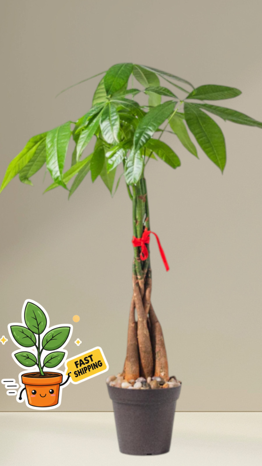 Live Pachira Aquatica Money Tree Plant Indoor Houseplant Good Luck Bonsai 4″ Pot