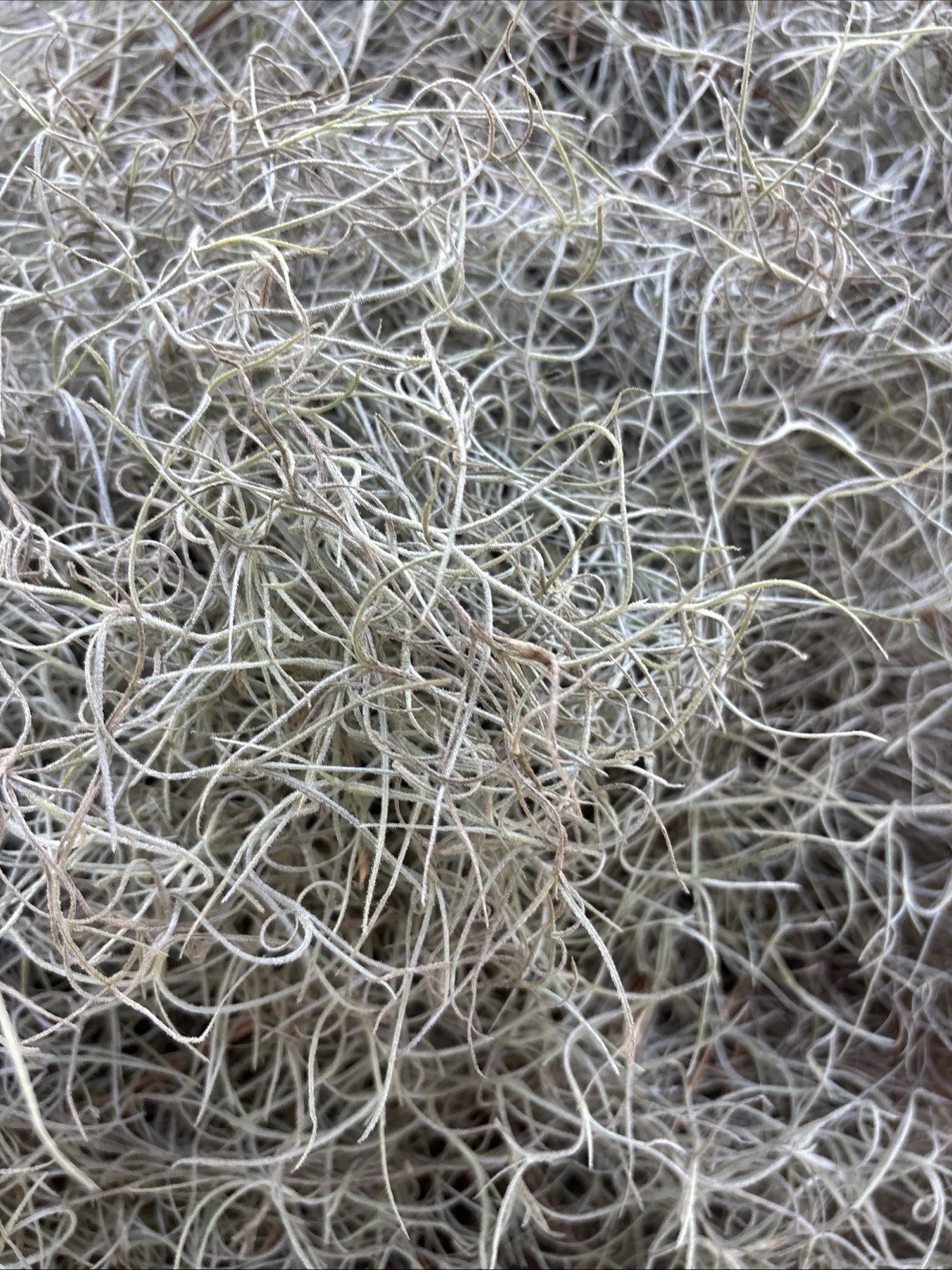 🌿 5 Pounds Natural Spanish Moss – Organic, Crafts, Décor, Terrariums & Gardens