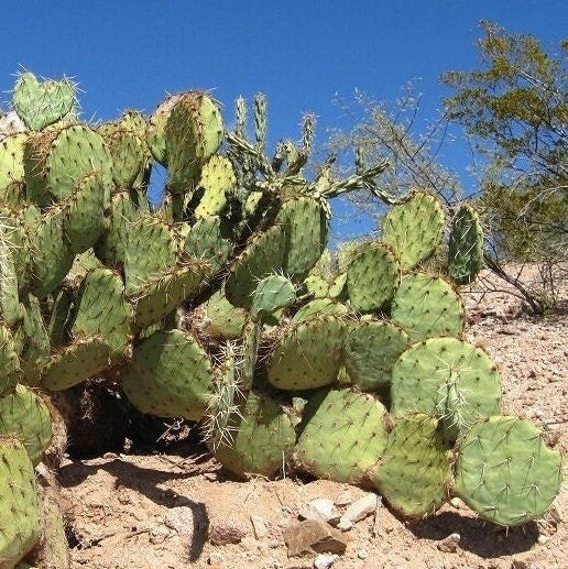 Prickly Pear Cactus ‘Kaibab Red’ (O. phaeacantha x) COLD HARDY