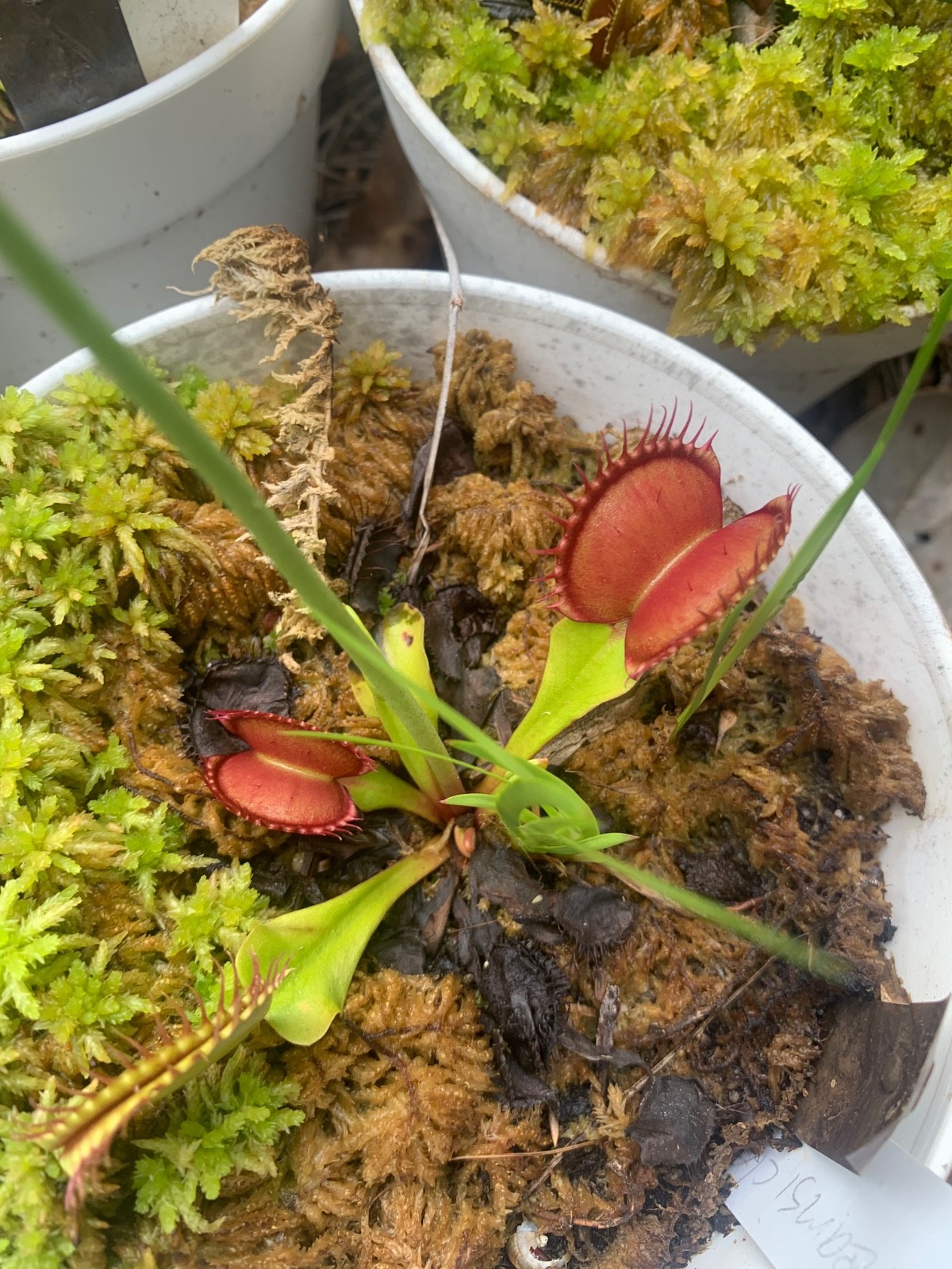 100+ Venus Flytrap seeds + Maxsea plant food