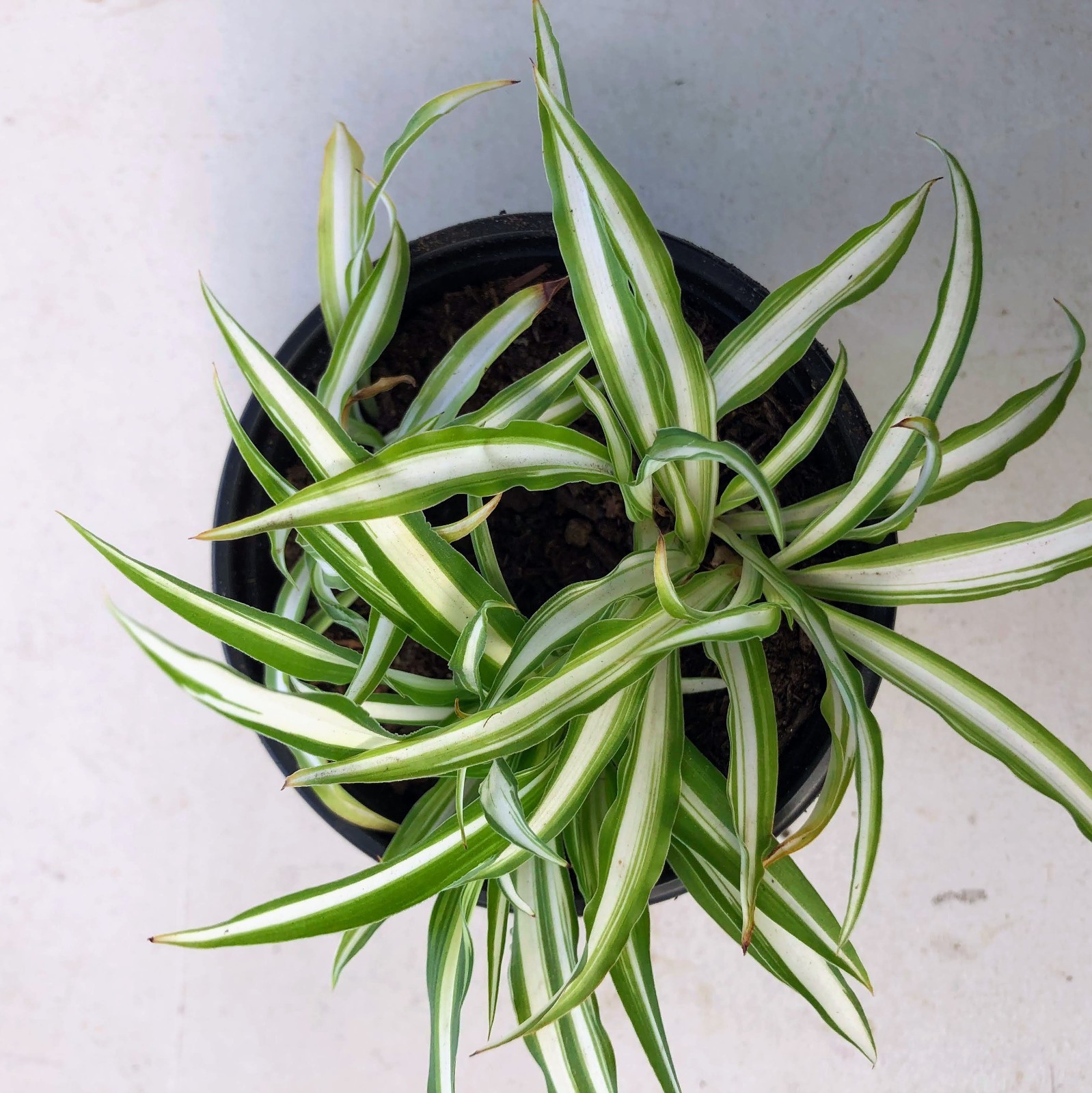 Spider Plant Live Indoor Houseplant Fountain Like Shape Easy Care Hanging Plant