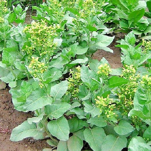 Mohawk Heirloom Nicotiana Rustica Tobacco Seeds – Sacred Ceremonial Mapacho