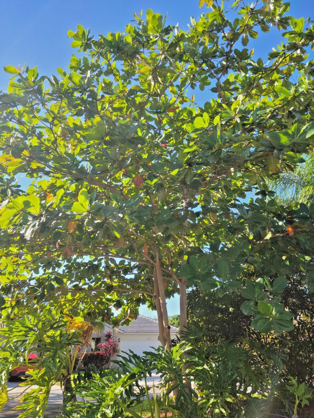 Tropical Almond Plants Terminalia catappa Live Plant 7 – 12 inch tall