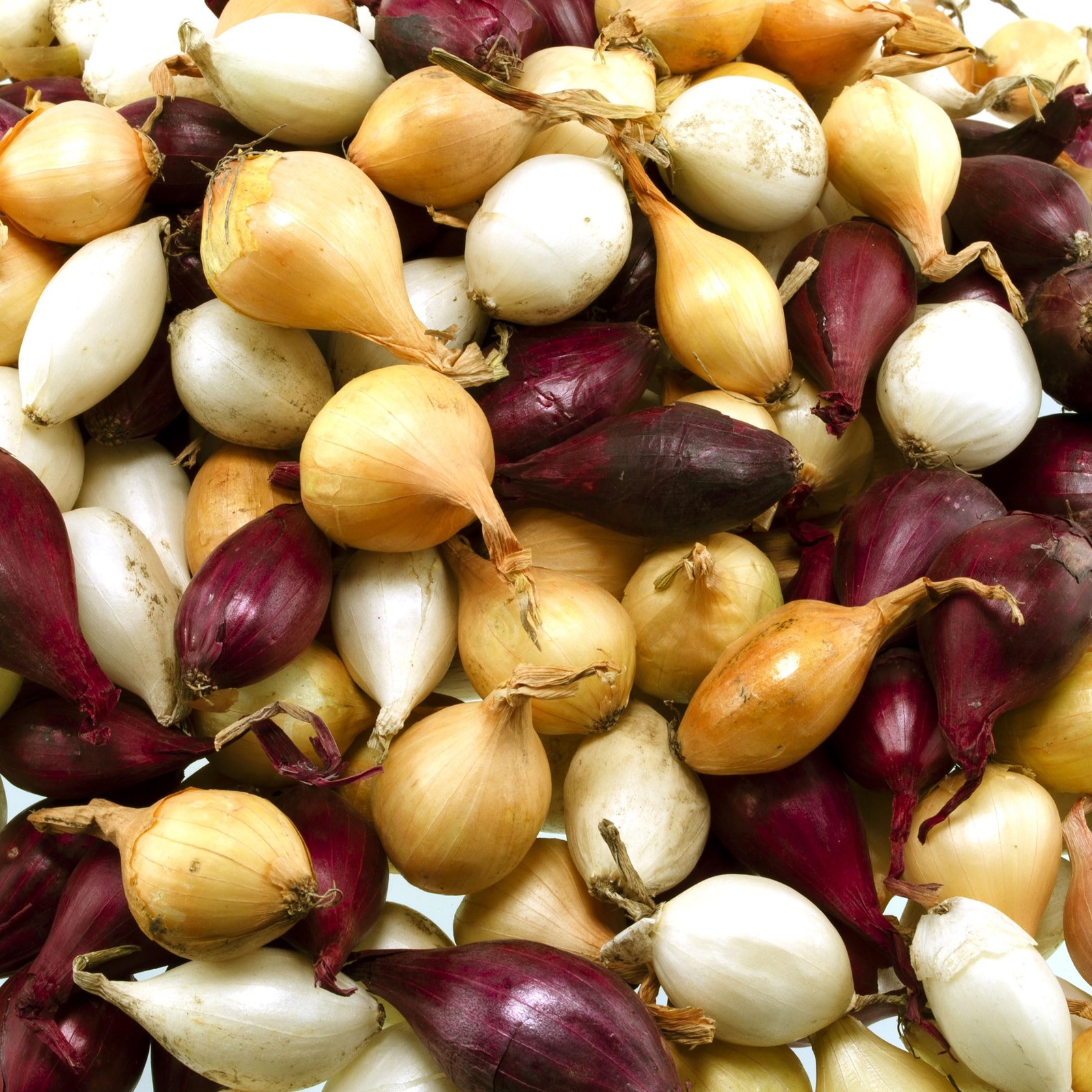 Mixed Onion Assortment 50 Plus Count Sets – Red, white, yellow, red