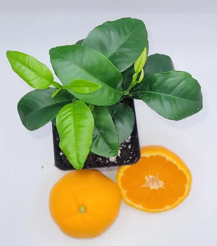 Pot Of 2 Honey Tangerine seedlings, 3-5 inches tall