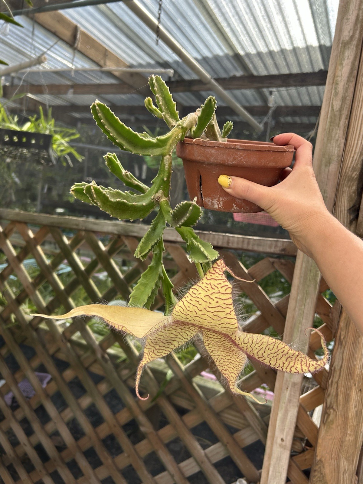Stapelia Gigantea plant Starfish Succulent Cactus Plant