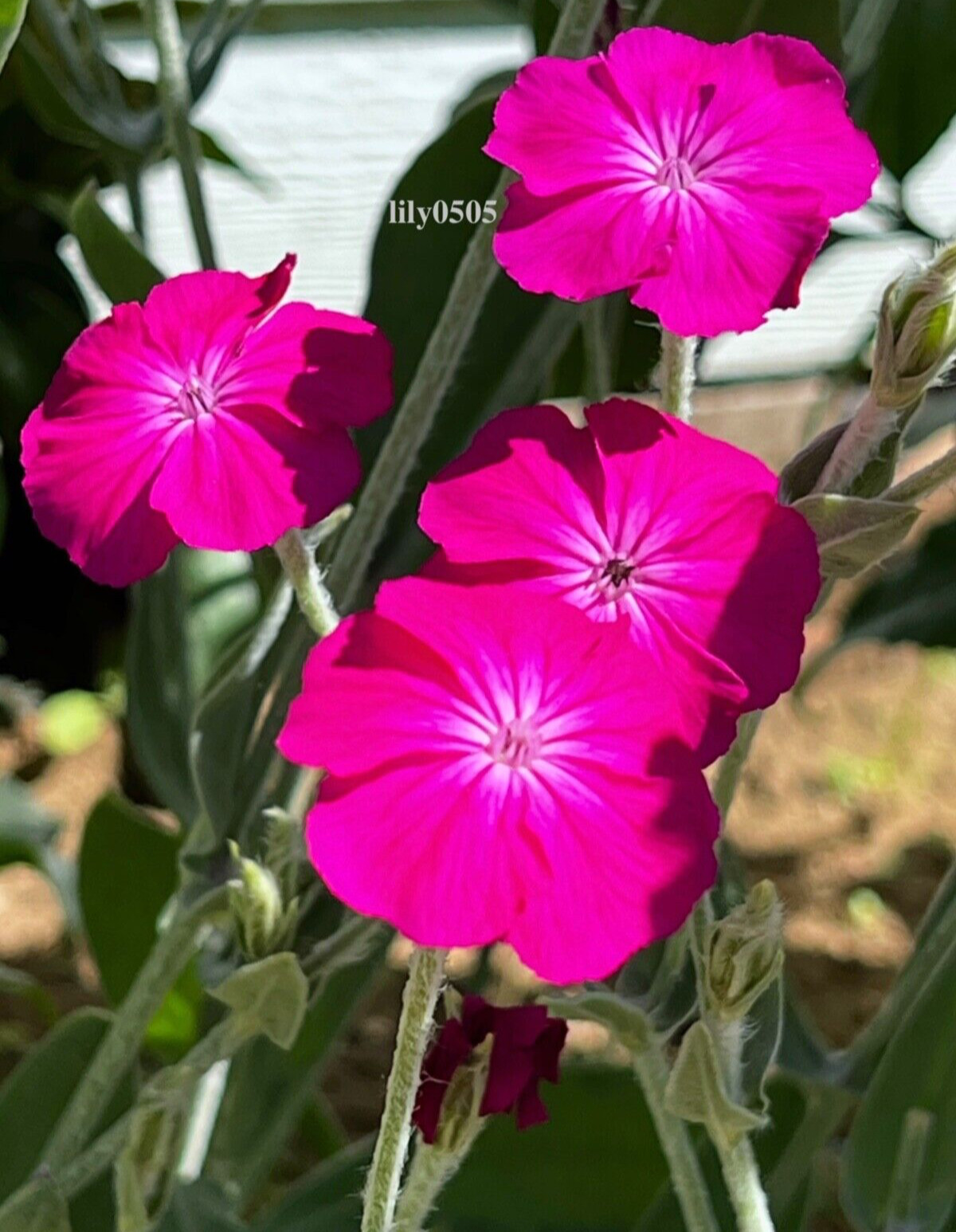Rose Campion Heirloom Lychnis Coronaria Perennial Lot 20 Plants, Free Shipping
