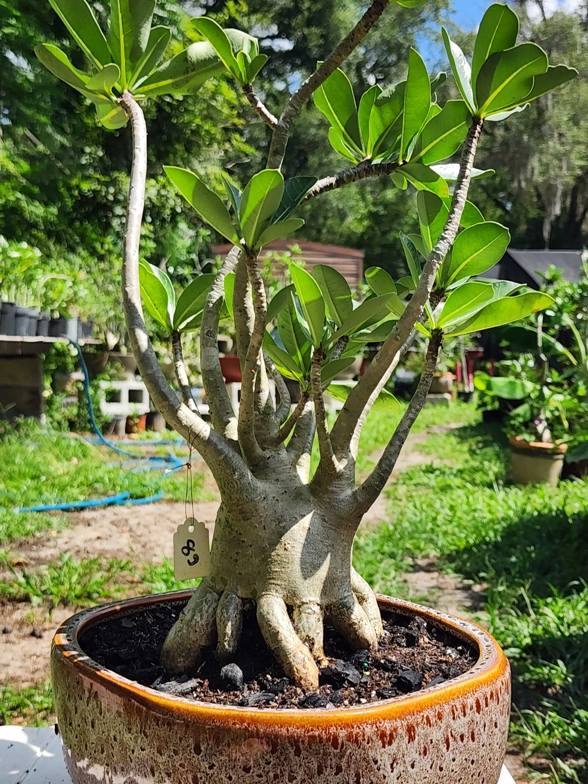 89# Adenium THAI SOKO Desert Rose large / huge . wow with trained roots !