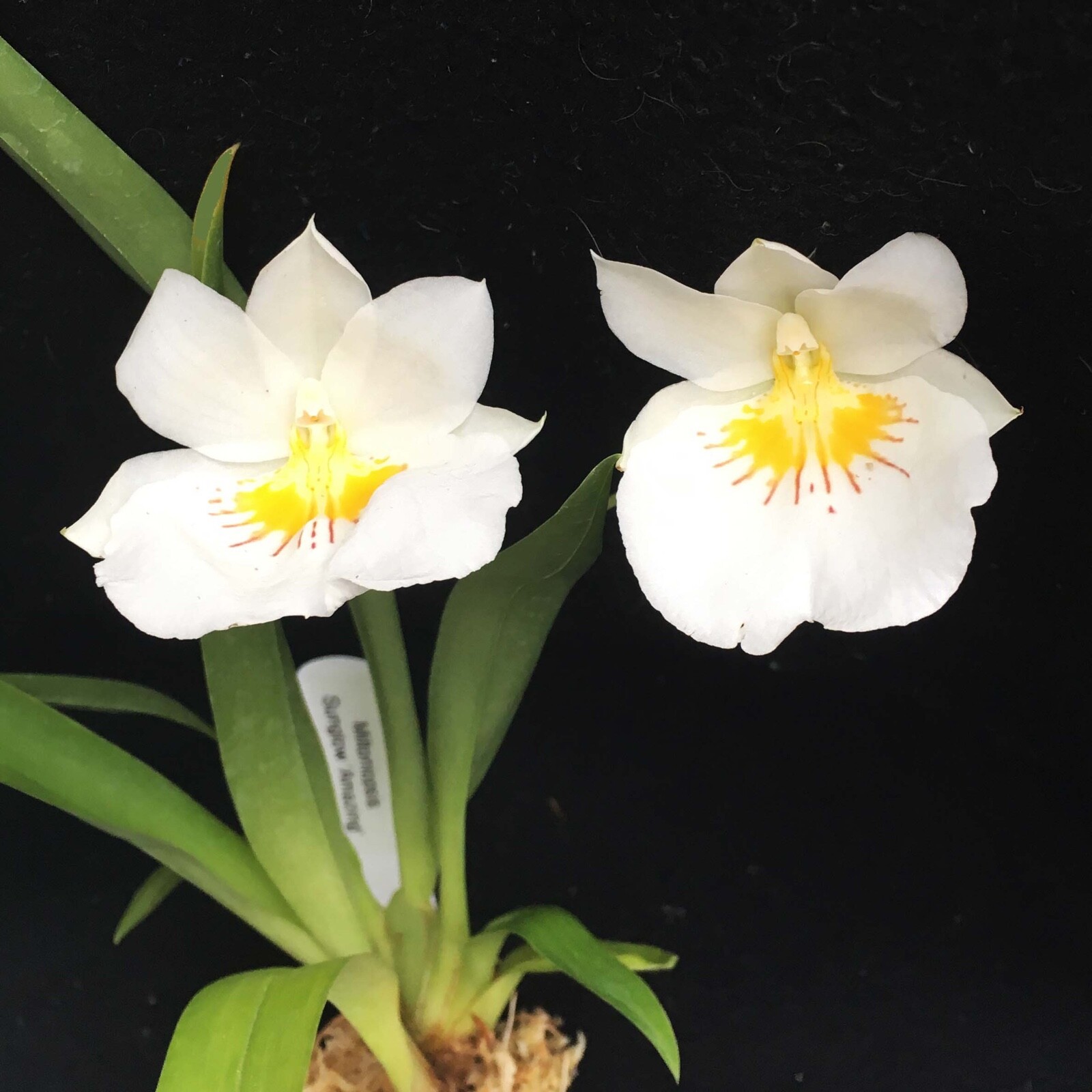 Miltoniopsis Sunglow ‘Amazing’ Easy to grow, White flowers, Fragrant From Hawaii