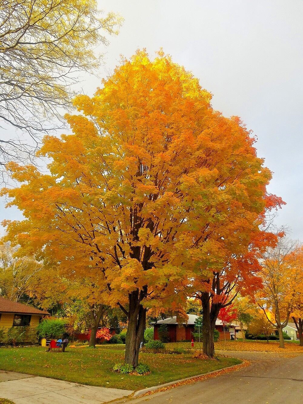 Northern Sugar Maple Tree | Premium Seeds | Acer saccharum ‘Fall’ | Plants’®