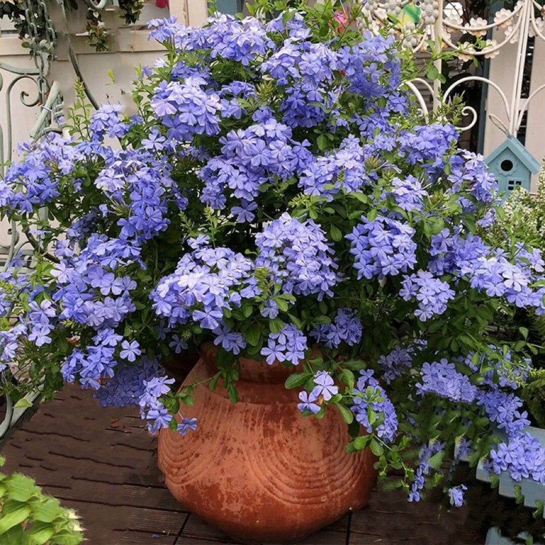 Hardy Plumbago Ceratostigma 15 Plants in 3-1/2 inch Pots