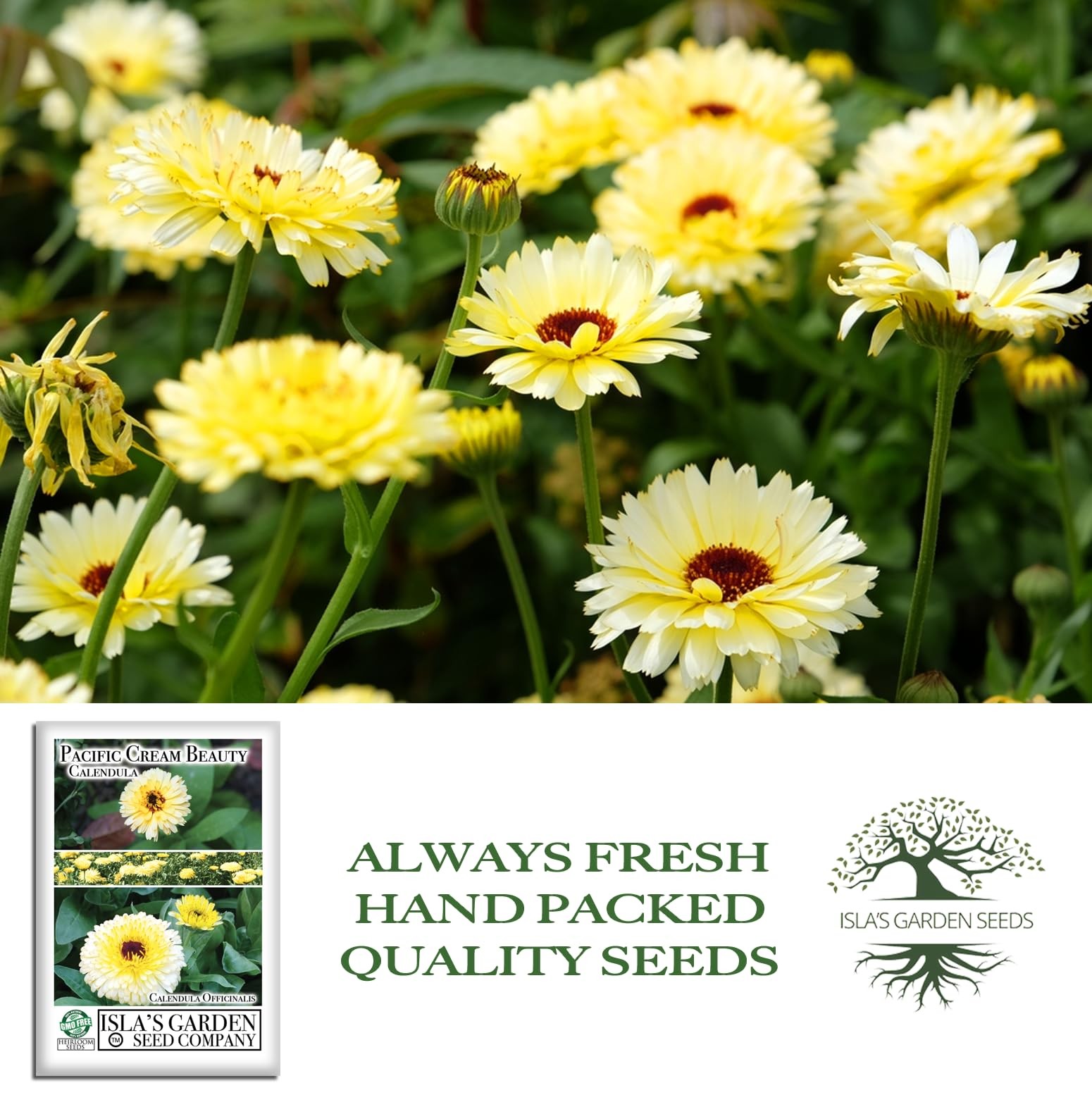 Pacific Beauty Cream Calendula Seeds (Calendula officinalis) – 250+