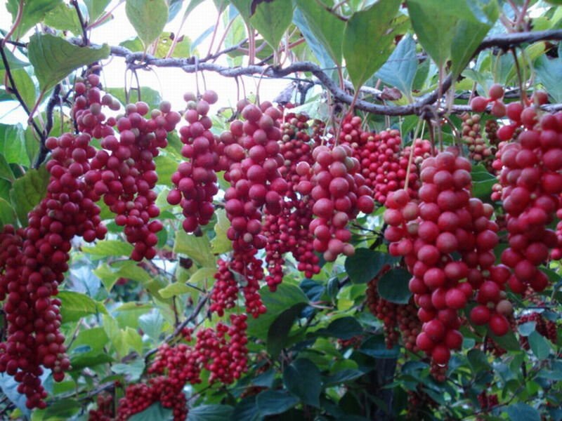 Chinese Magnolia, Schisandra chinensis, Vine Seeds (Fast, Edible, Hardy)