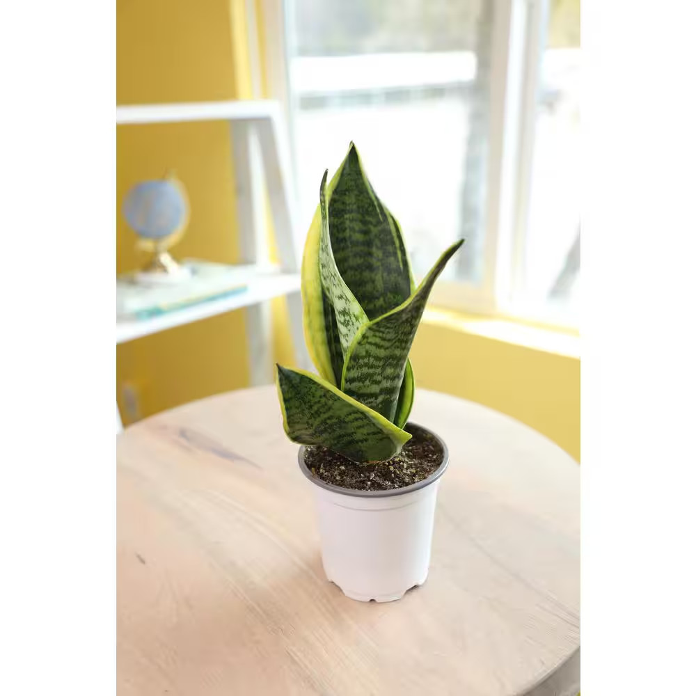 Green and Yellow Variegated Live Snake Plant (Sansevieria Superba) Air Purifying