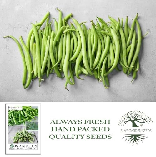 Kentucky Blue Pole Bean Seeds (Phaseolus vulgaris, Tender Climbing Variety) –
