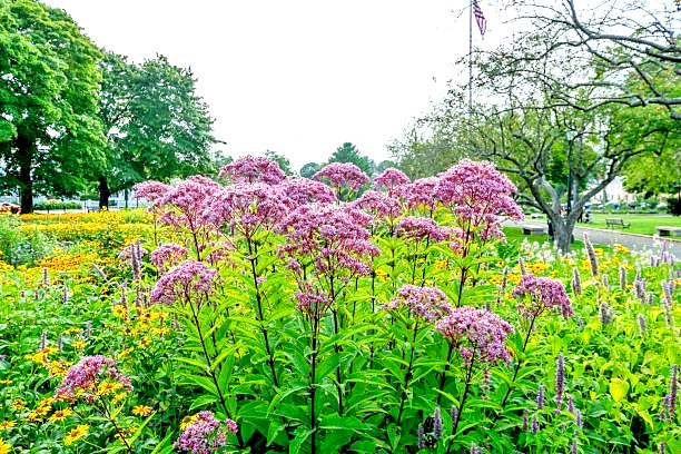 200 SWEET JOE PYE WEED SEEDS | 2026 SALE FREE SHIPPING NON GMO HEIRLOOM