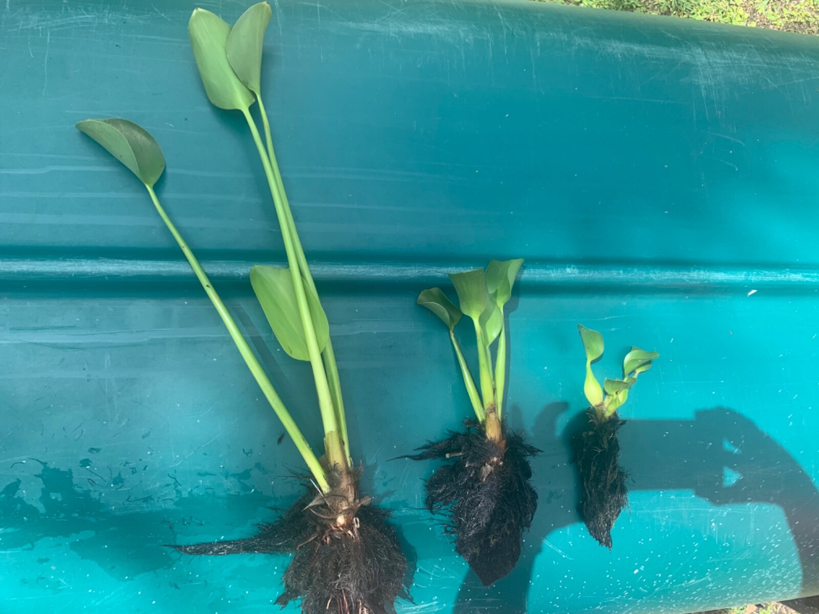 Water Hyacinth Floating 20 Plants Koi Pond Fish Aquatic Filtration
