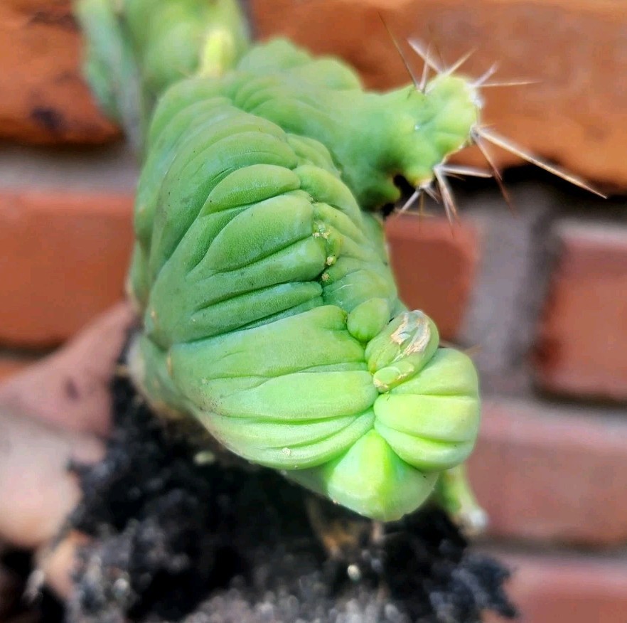 Sacred Cactus – Bridgesii -TBM Crested) – Fully Rooted (Exact Cactus)