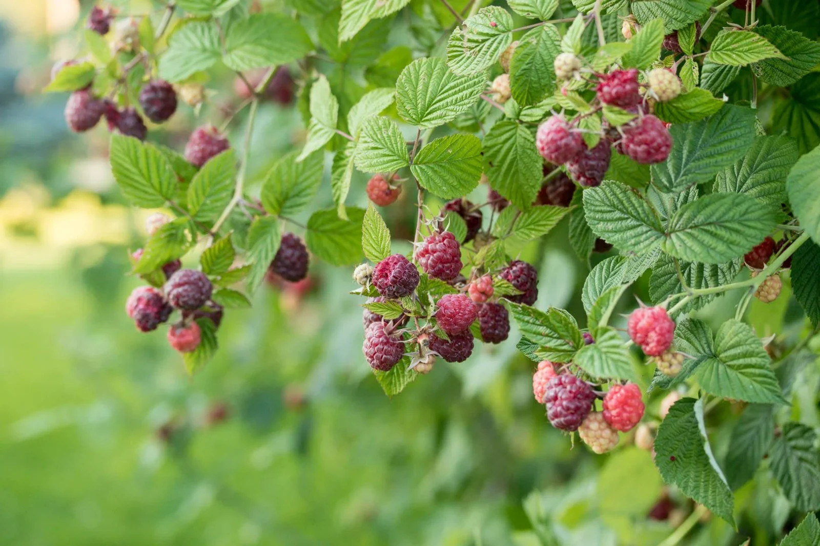 3 Raspberry Plants “Royalty Purple” (3 Lg 1 Year Old Plug Plants) Zones: 5-9