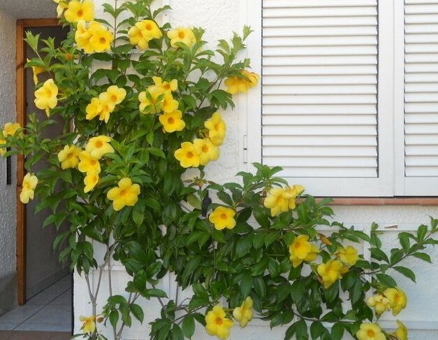 ~~BROWN BUD Allamanda~~Hendersonii Vine Plant Tropical Yellow Big Bell Flower