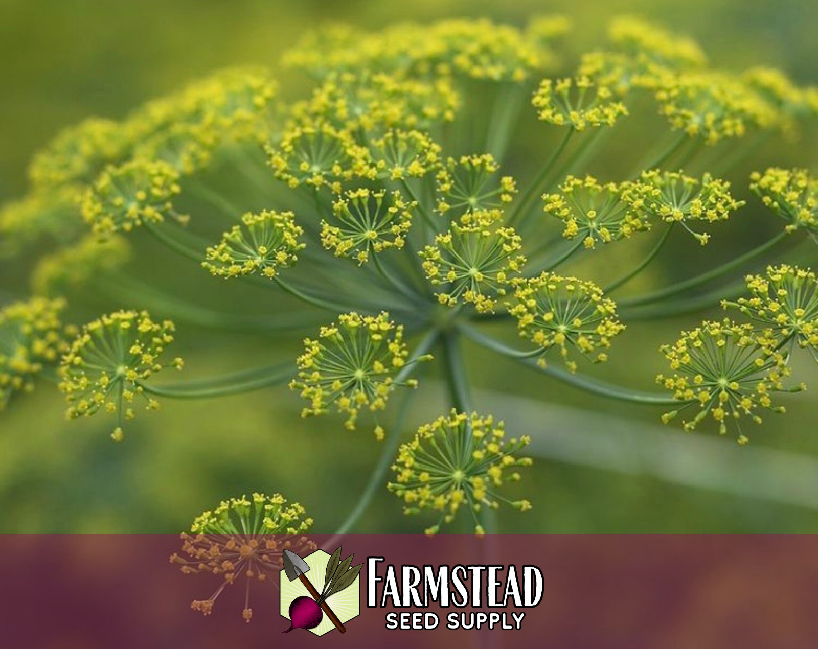 3,400+ Dill Seeds [Bouquet] Herb Gardening Seed, Heirloom, Non-GMO, Easy To Grow