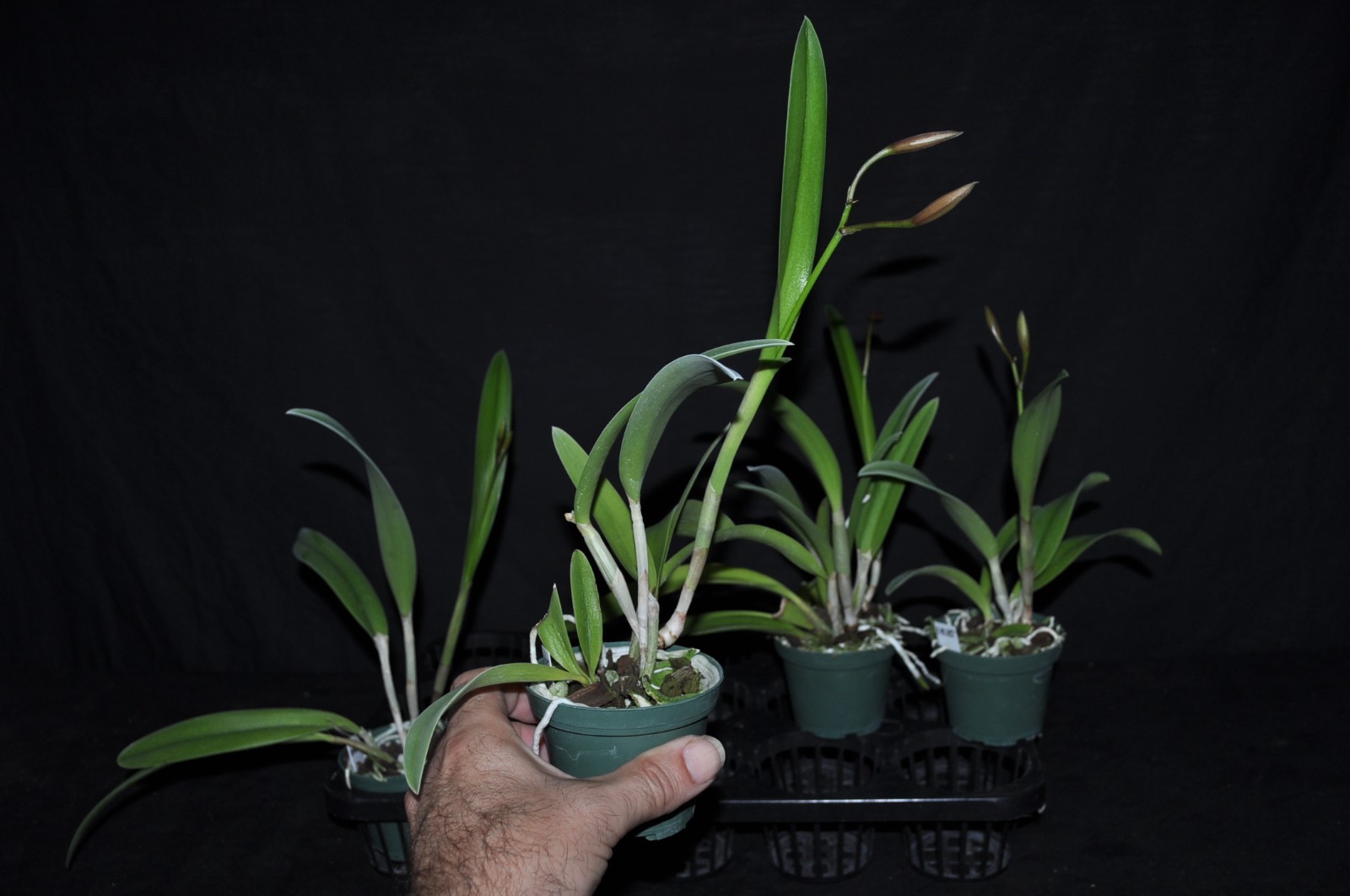 BC. Richard Mueller 4N x Cattleya orchidglade very nice plants all in spike!!!