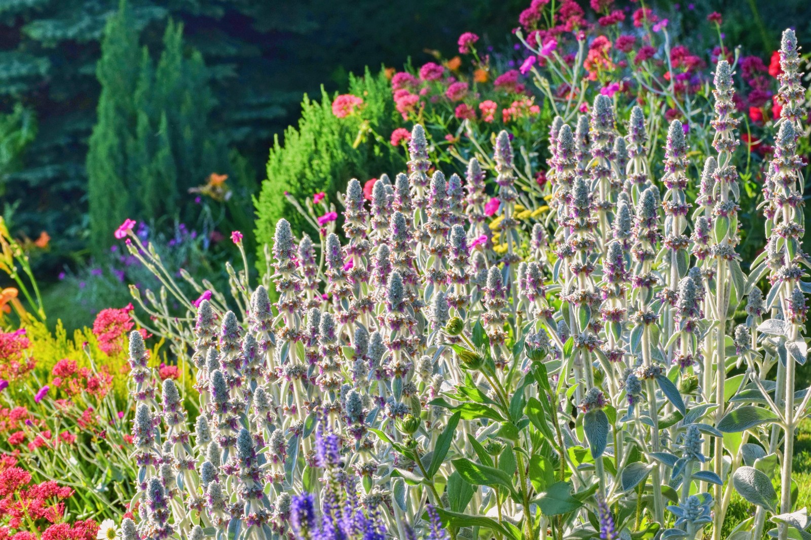100 Wolly LAMBS EAR Stachys Byzantina Silvery Fuzzy Leaves Purple Flower Seeds