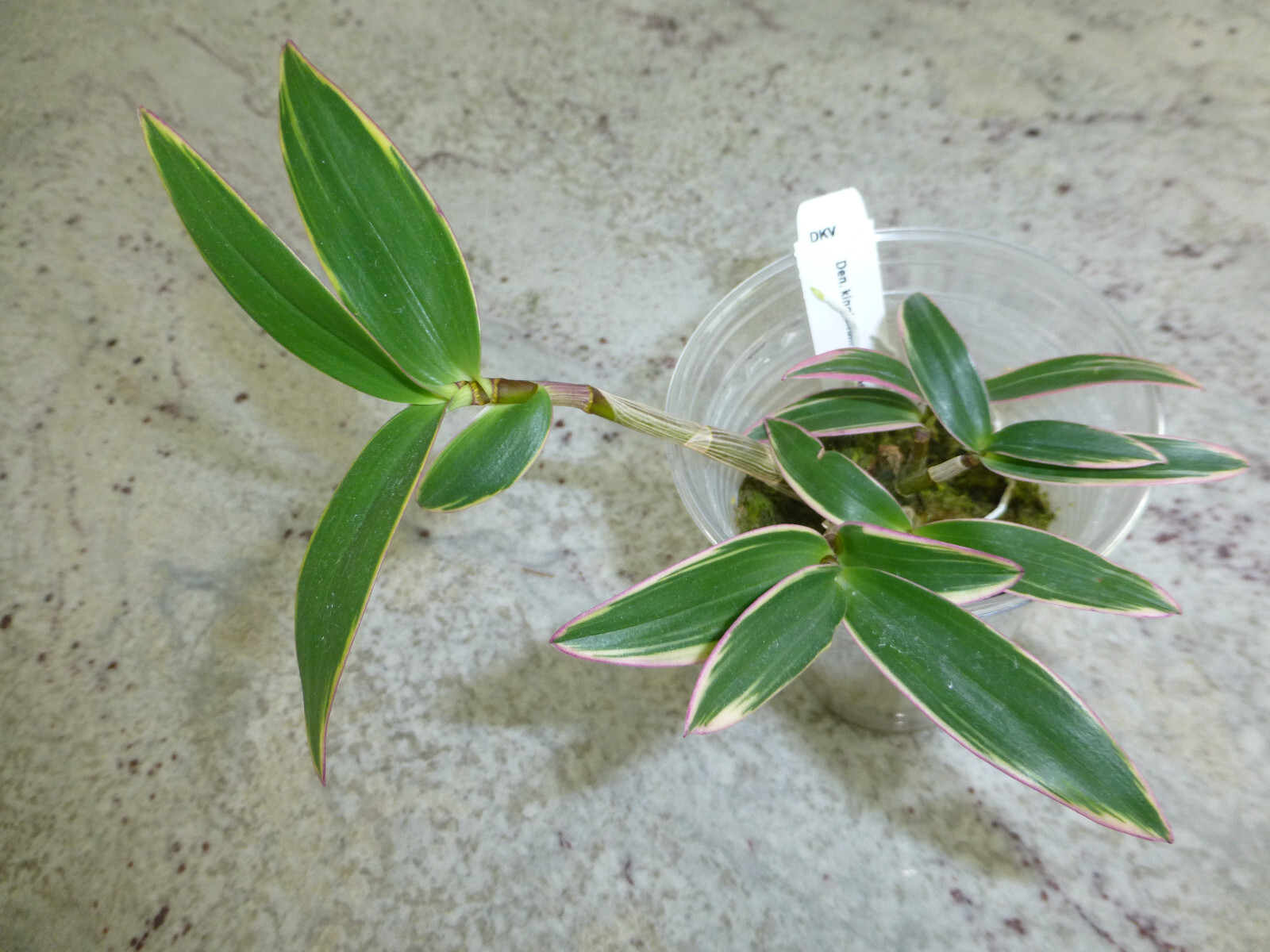Fragrant Orchid Dendrobium Kingianum variegated Compact Grow In 3″ Pot