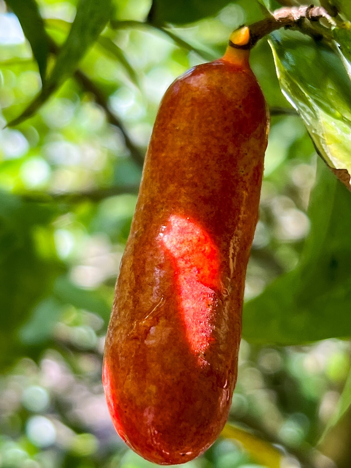 Fingersop Meiogyne cylindrocarpa Red Paipai Fruit Tropical Tree Plant RARE