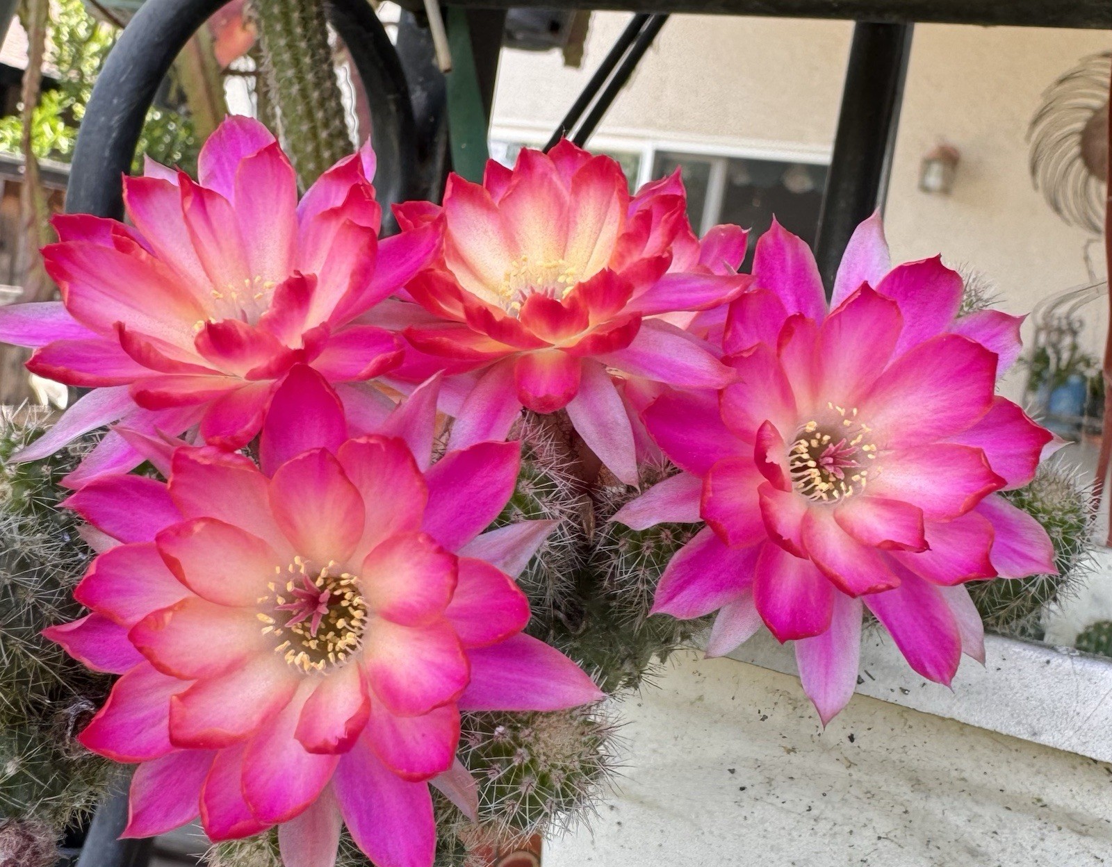 Pan 17.8.103 Chamaecereus Rare Hybrids One Rooted Plants Peanut Cactus