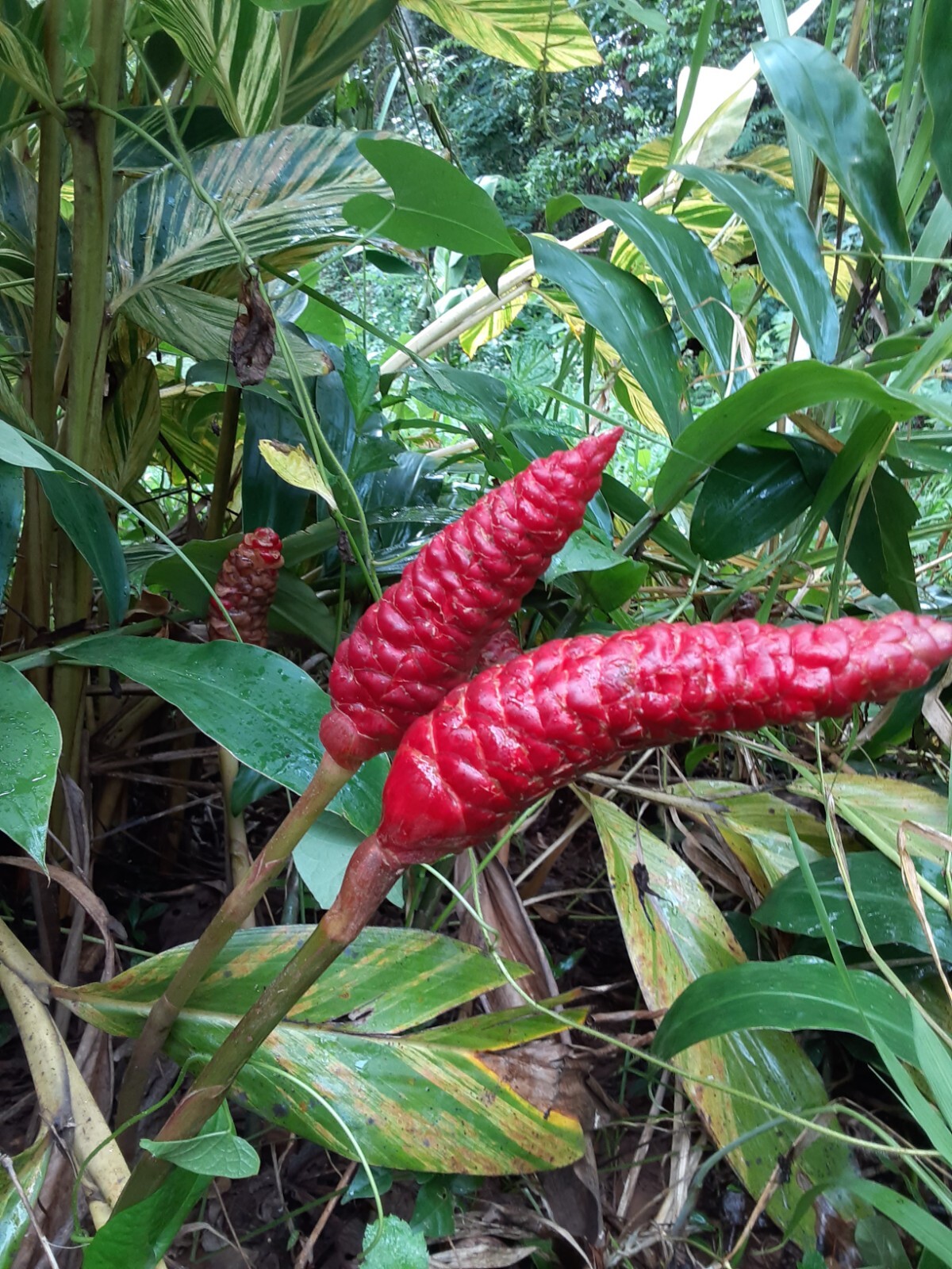 6 Shampoo Ginger Rhizomes, Zingiber Zerumbet, Pine Cone, Free Shipping included!