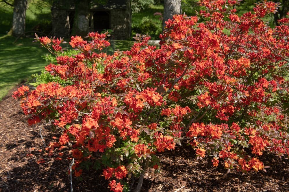 FIREBALL~~Azalea Rhododendron~Well Rooted STARTER Plant!