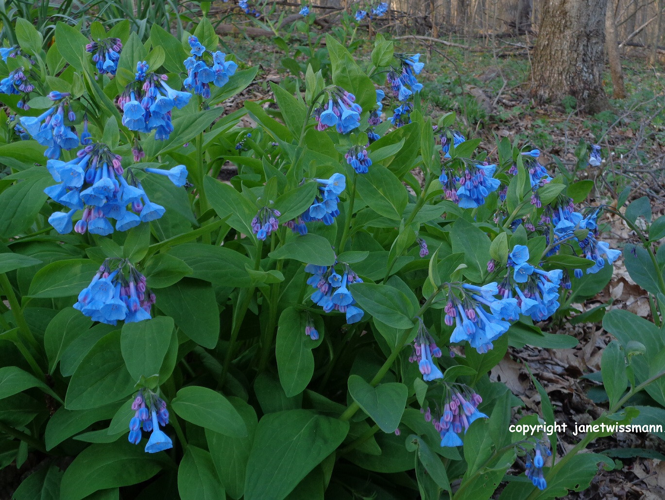 95 Roots VIRGINIA BLUEBELLS 1-Yr bulb Mertensia virginica spring wildflower READ