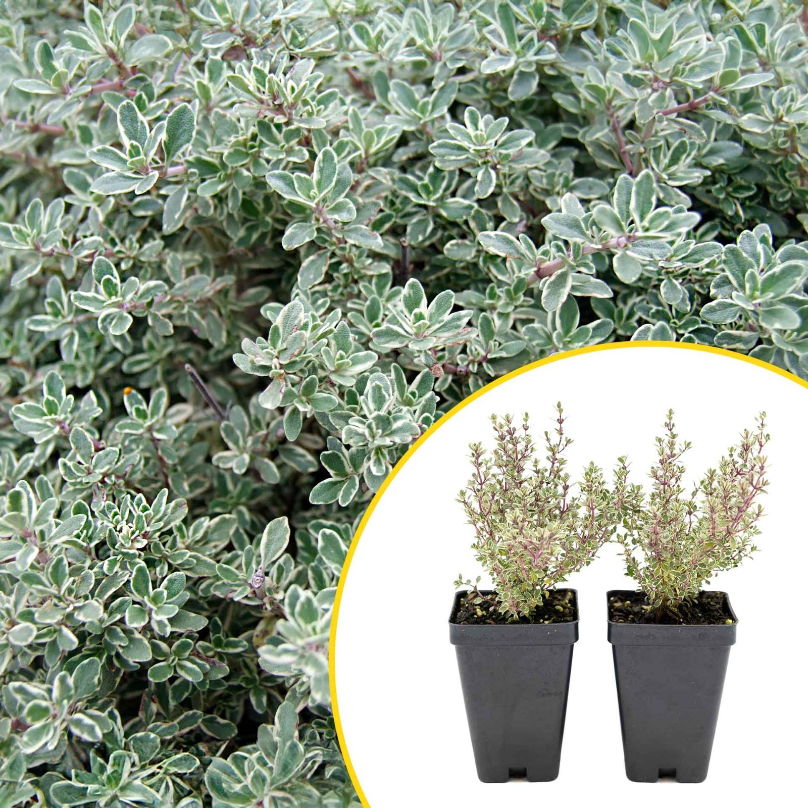 2 Silver Thyme Plants in 3.5″ Cubes, Live Aromatic Variegated Herb (Thymus)
