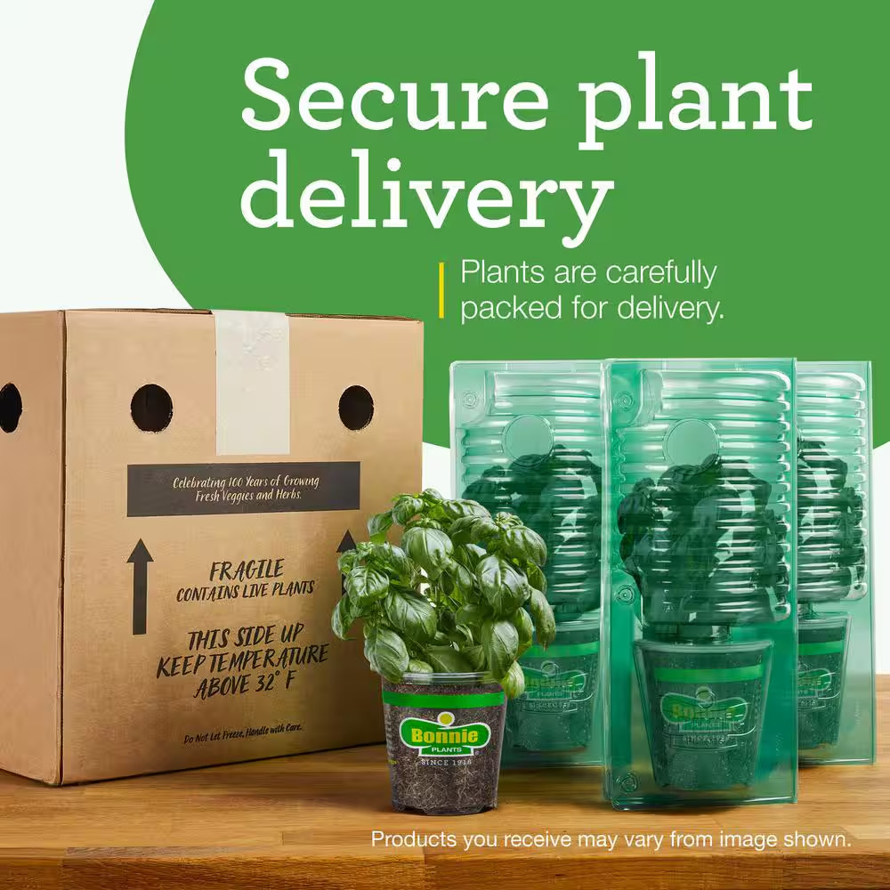 19 Oz. Sweet Banana Pepper Plant (2-Pack)