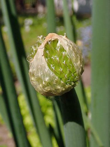 Allium fistulosum | Japanese Bunching or Welsh Onion | 5 Seeds