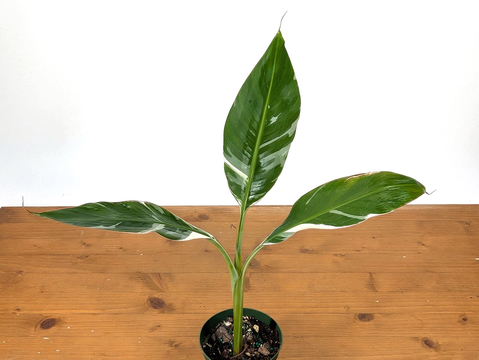 Variegated Musa Florida Banana Tree – Rare Exotic Tropical Indoor Houseplant
