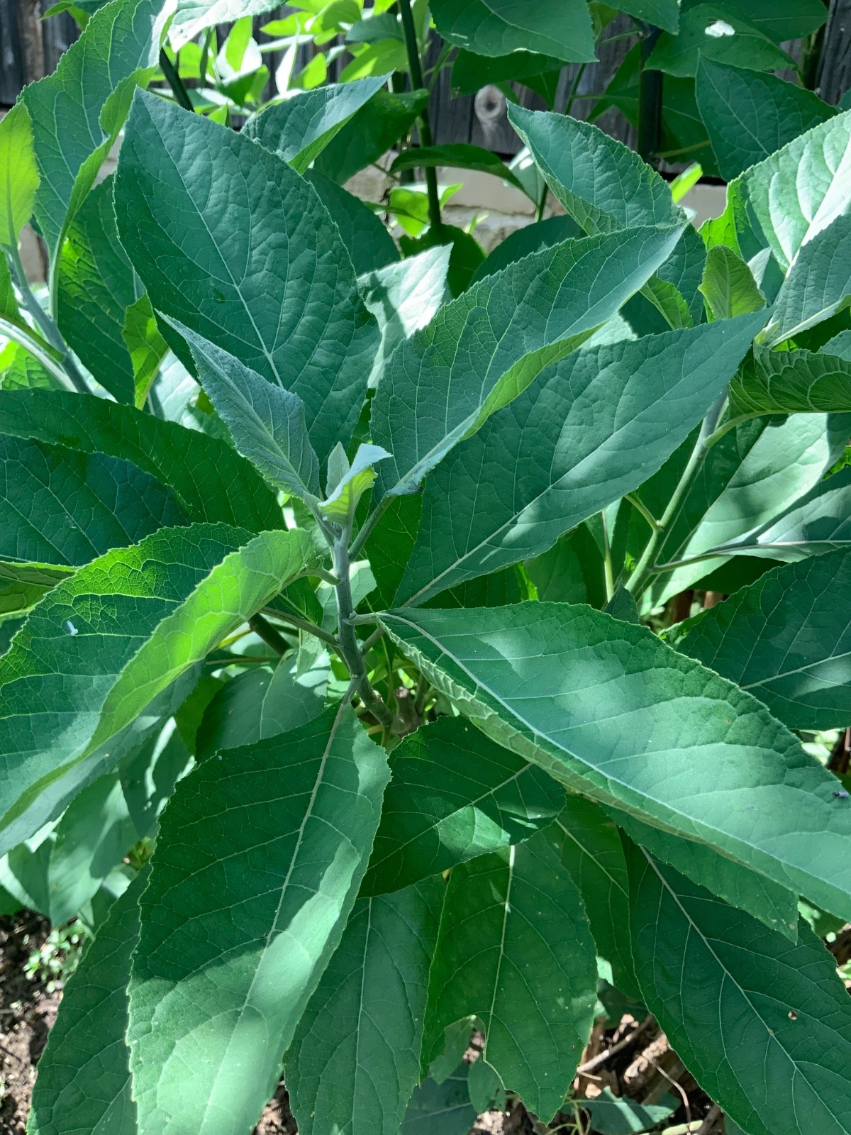 Organic freshly plucked Bitter leaf (Ewuro)