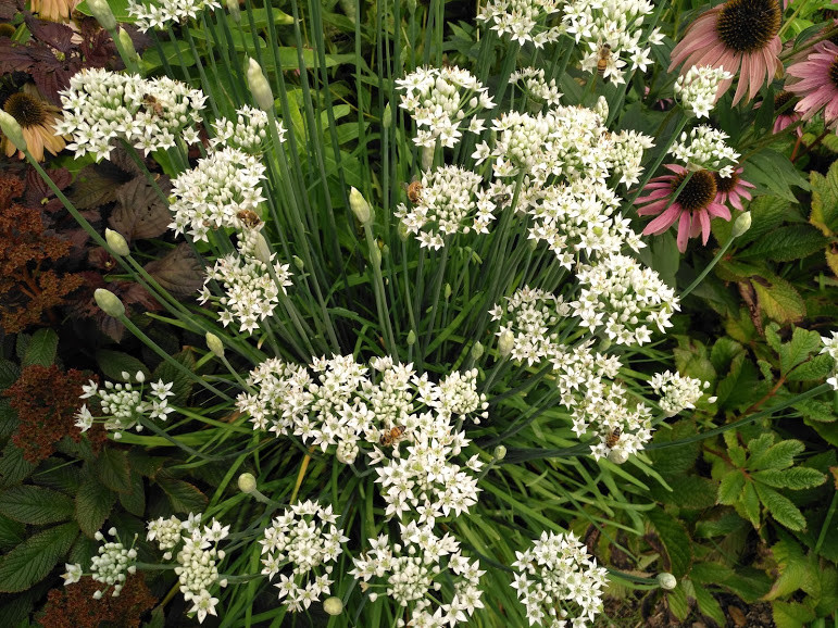 200 Garlic Chive, Chinese Leek, Herb Seeds Allium tuberosum for Jiaozi or Omelet