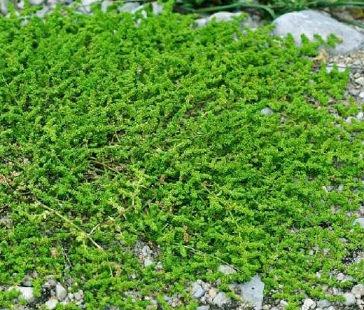 GREEN CARPET Rupturewort Herniaria Glabra Ground Cover – 1,500 Bulk Seeds