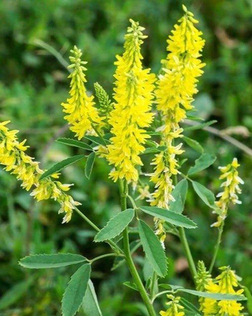 1000+ Sweet Clover Seeds, Legumes – (Melilotus officinalis) – Non-GMO USA Seller